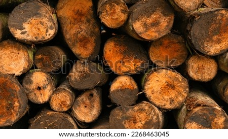 Wall of stacked wood logs as background - Pile of logs