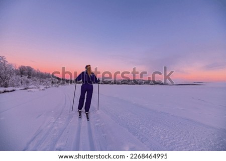 One person, woman, skiing on trails in northern Canada with perfect blue sky day and frosty, snowy landscape with pastel pink, orange and peach sunset. 