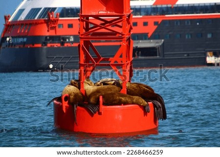 Seal on a red buoy near the city of Petersburg, Alaska