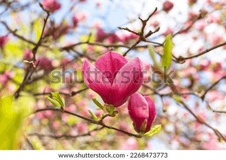 Beautiful blooming pink magnolia tree on spring day. Selective focus