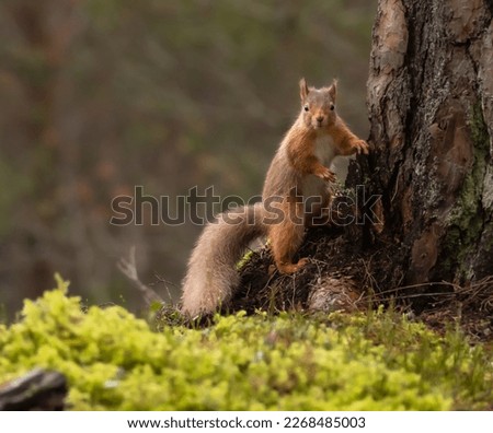 Red squirrel in Scottish forest