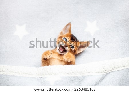 Close up of little red kitten lying under fluffy grey blanket. Cute Abyssinian ruddy kitten with open mouth saying meow. Image for veterinary clinic or pet shop. Selective focus.