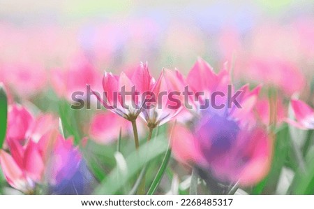 Beautiful meadow of pink bright blooming tulips in sun close-up panorama. Macro with soft focus. Spring floral greeting card template. Pastel toned wallpapper. Nature greeting card background Royalty-Free Stock Photo #2268485317