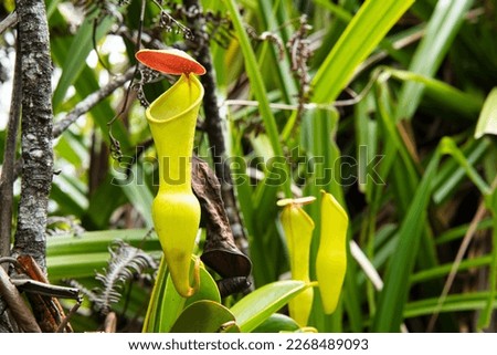 Pitcher plant, an endemic plant to the Seychelles  Royalty-Free Stock Photo #2268489093