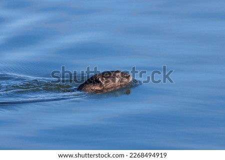A river otter pops it head above while swimming across a lake's blue water.