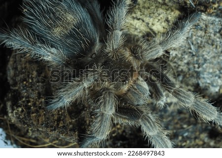 pictures of tarantula in the habitat