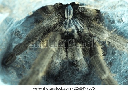 pictures of tarantula in the habitat