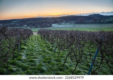 Winter view during sunrise of a famous wine valley in Maastricht with a beautiful cloudscape and view of the rolling hill landscape with vineyards of the oldest winery in the South of the Netherlands 