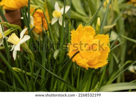 yellow tulips flowers in the garden
