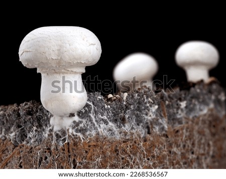 white mushroom, agaricus bisporus or champignon, with mycelium in soil, side view of soil interspersed with mycelium on black background Royalty-Free Stock Photo #2268536567