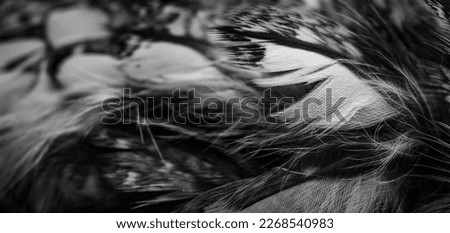 white and black feathers of the owl