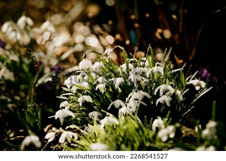 Snowdrop flowers in early spring late winter time. Galanthus nivalis blooming in old villa garden. White flower at beginning of spring. Fair maids of February, Candlemas bells. March plants in bloom. Royalty-Free Stock Photo #2268541527