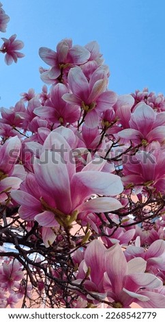 blooming magnolia, large pink flowers