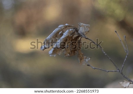 Winter Oak Leaves On a Branch