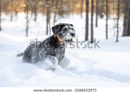 Adult German Wirehaired Hound - Drathaar walking through deep snow in winter forest Royalty-Free Stock Photo #2268552973