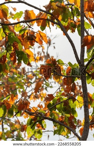 Picture of the leaves changing color, preparing to shed their leaves in the forest in the National Park, Kamphaeng Phet Province, Thailand.