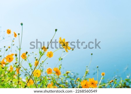 Yellow cosmos flower field near lake with bright sky.