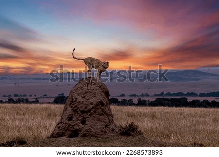 Cheetah on a sunset background