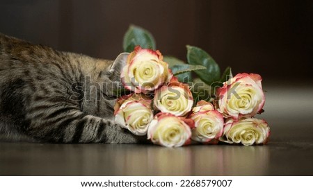 Photo of a cute gray cat, on a dark wooden floor, which hides its muzzle in the buds of beautiful red and yellow roses.