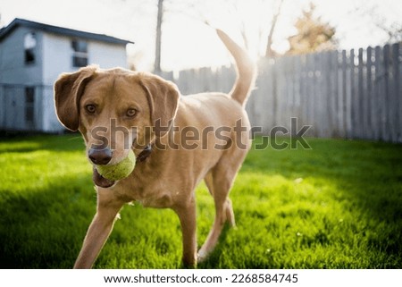 Medium Size Brown Dog Playing Fetch with Tennis Ball in Backyard Grass Royalty-Free Stock Photo #2268584745