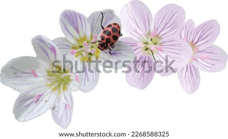 Spotted Lady Beetle on Virginia Spring Beauty (Claytonia virginica) Native Woodland Wildflower