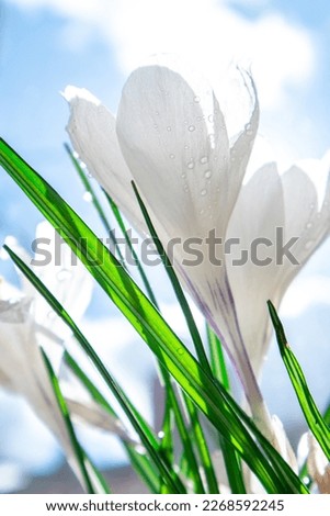 White crocus flowers against the sky with light rain and sun in spring