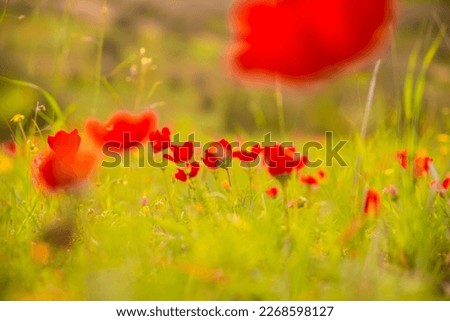 Close-up of blooming poppies in northern Negev in spring, Israel. low angle shot, natural floral background.