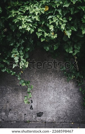 Texture of concrete wall with green leafs hanging down on the edge. Background