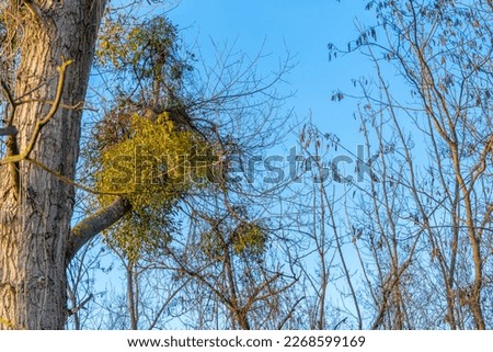 mistletoe in a tree in autumn against the blue sky