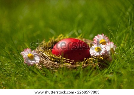 Easter background, postcard, red egg in a nest on spring grass, daisy flowers, egg hunt. Blur, selective focus.