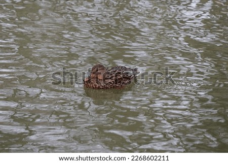 Mallard duck on the water.