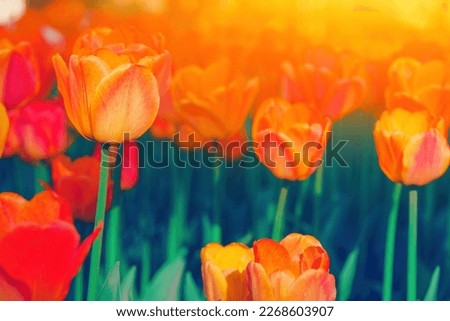 Spring tulip field background. Red pink, purple flower garden. Nature plant in may sunny park, fresh green buds close up, bulb grow. Bright color macro image. Light sun blur, march day sunlight shine