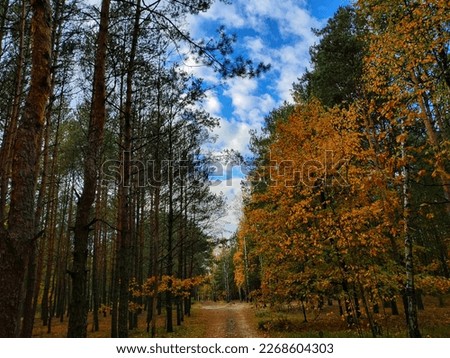 Autumn forest scenery with road