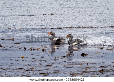 Flying Steamer Duck (Tachyeres patachonicus) - pair flying in Beagle Channel, Tierra Del Fuego National Park, Ushuaia, Argentina Royalty-Free Stock Photo #2268604429