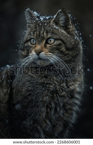 European wild cat (Felis silvestris)