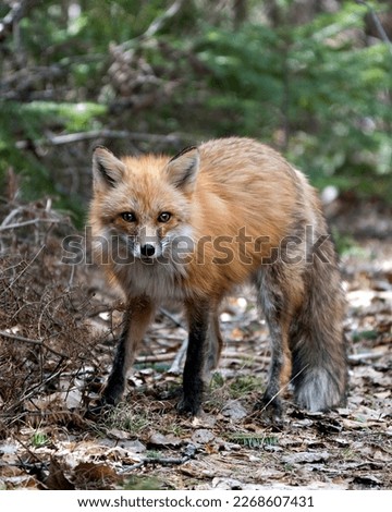 Red fox close-up profile view in the spring season displaying fox tail, fur, in its environment and habitat with a blur forest background. Fox Image. Picture. Portrait. Photo.