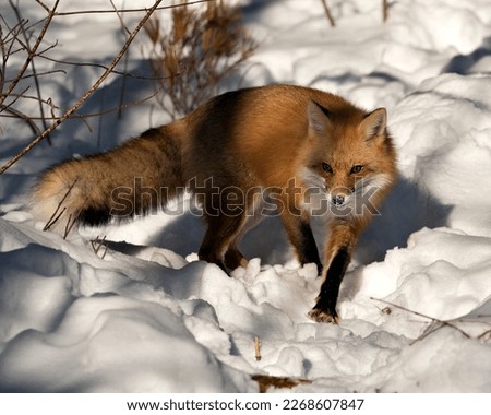 Red fox close-up, foraging in the winter season in its environment and habitat with blur snow background displaying bushy fox tail, fur. Image. Picture. Portrait. Fox Stock Photo.