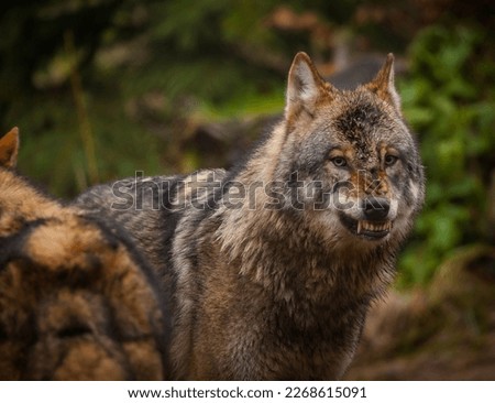 Angry wolf showing his teeth