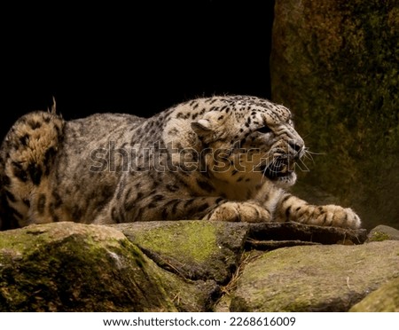 A beautiful angry snow leopard 