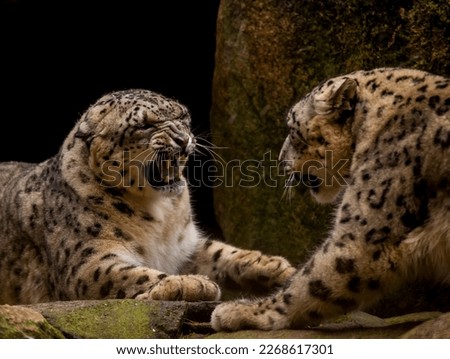 Snow leopard versus snow leopard