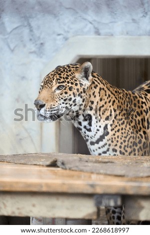 Jaguar in a zoo cage      
