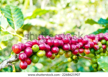 agriculture concept The berries are harvested to be processed into Parchment coffee, Arabica coffee. arabica coffee beans and arabica coffee berries by hand of farmer 