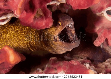 An aggressive moray eel with an open mouth flashing sharp teeth looks out from its underwater shelter