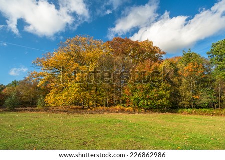 Bright, colorful trees in the autumn park