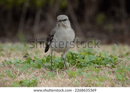                            Northern Mockingbird close-up portrait. Bird is showing all it’s attitude in the morning hours at Shelter Cove. Grass provides the background.    