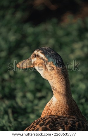 beautiful khaki campbell duck close up