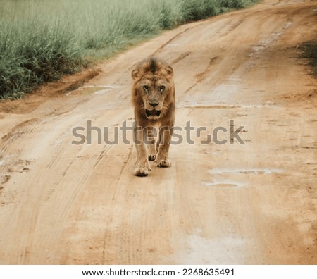 Young lion walking the jungle road.