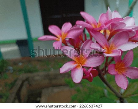beautiful pink frangipani flowers in a garden 