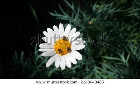 A picture of a meadow chrysanthemum flower with three changing carpet beetle insects in a very, very picturesque view and an exciting and mysterious background among the sun's rays