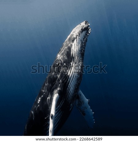 A delightful humpback whale in an upright position overcomes the deep sea thickness to jump to the surface Royalty-Free Stock Photo #2268642589
